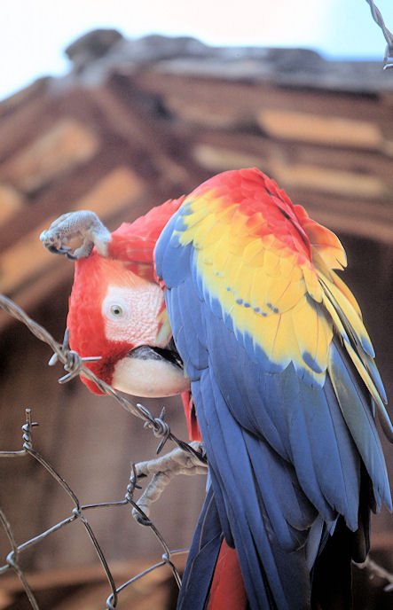 Mittelamerika 1993 1994-02-039.jpg